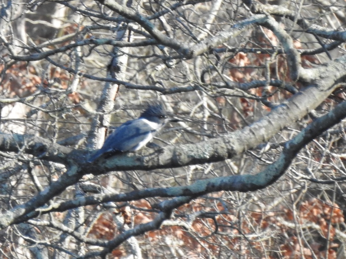 Belted Kingfisher - ML646529240