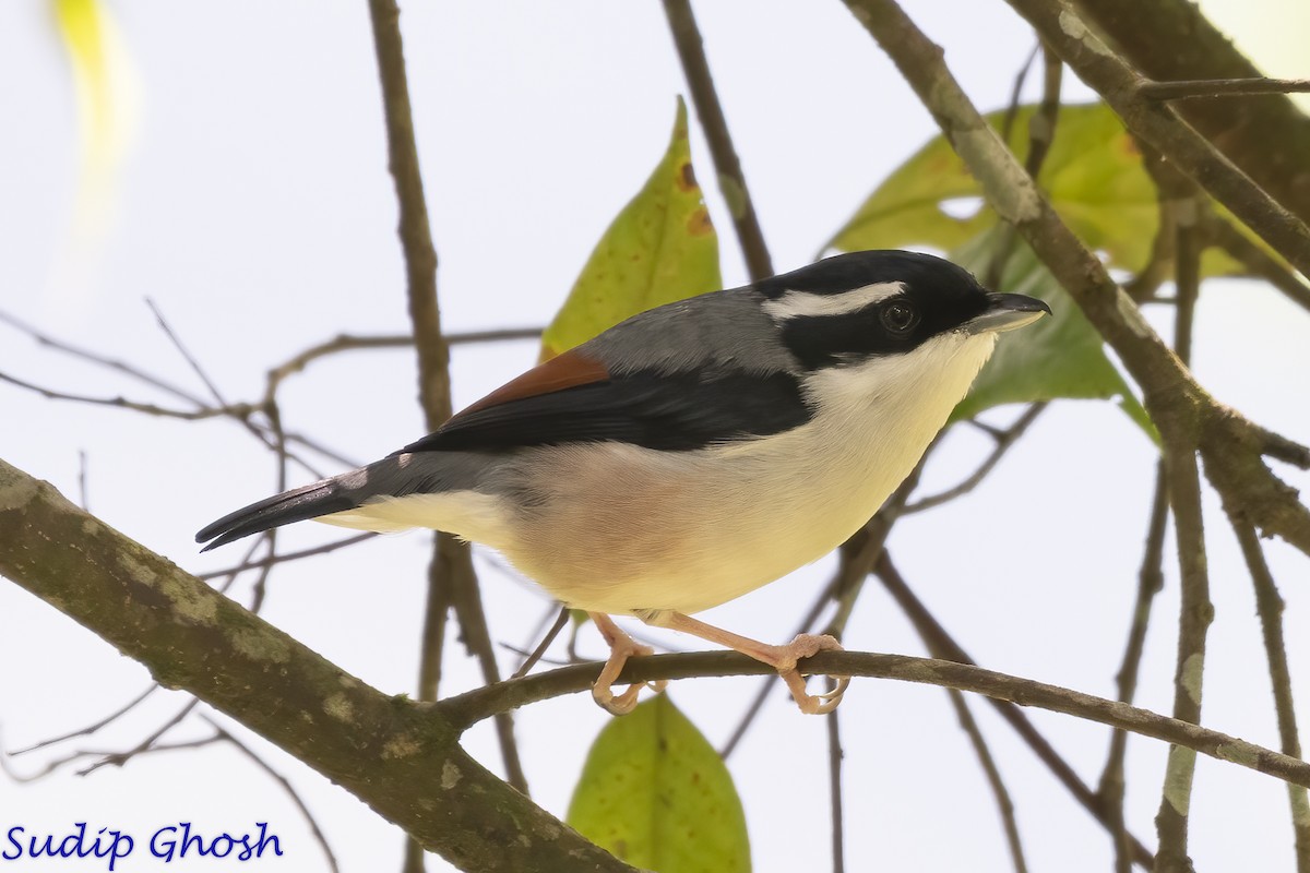 White-browed Shrike-Babbler - ML646529248