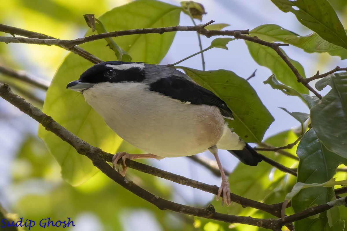 White-browed Shrike-Babbler - ML646529249