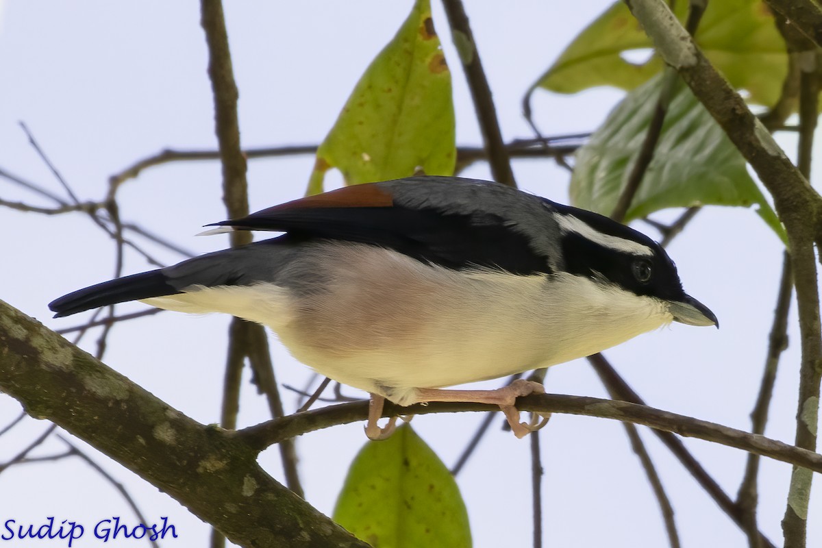 White-browed Shrike-Babbler - ML646529250