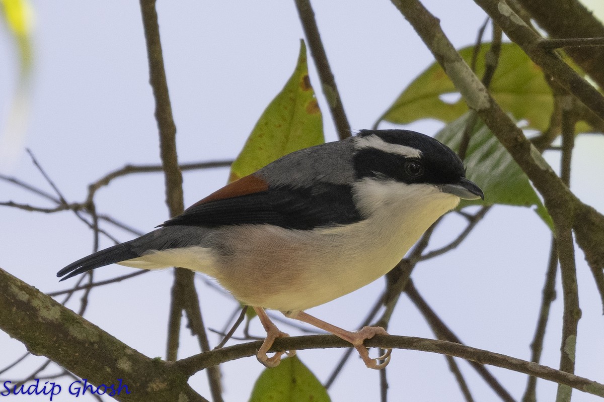 White-browed Shrike-Babbler - ML646529251