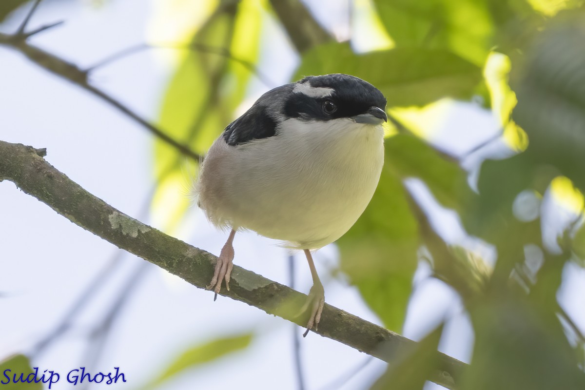 White-browed Shrike-Babbler - ML646529252