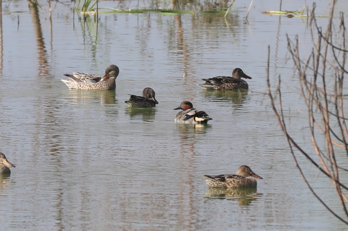 Green-winged Teal - ML646529255