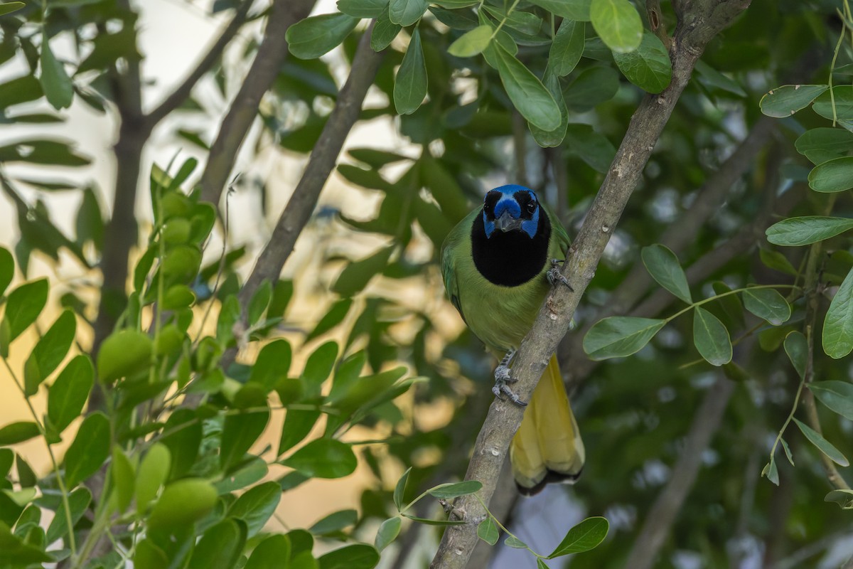 Green Jay - ML646529259