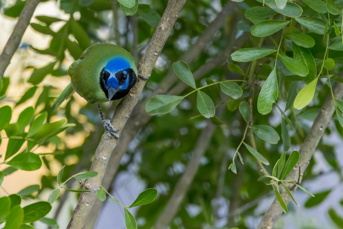 Green Jay - ML646529260