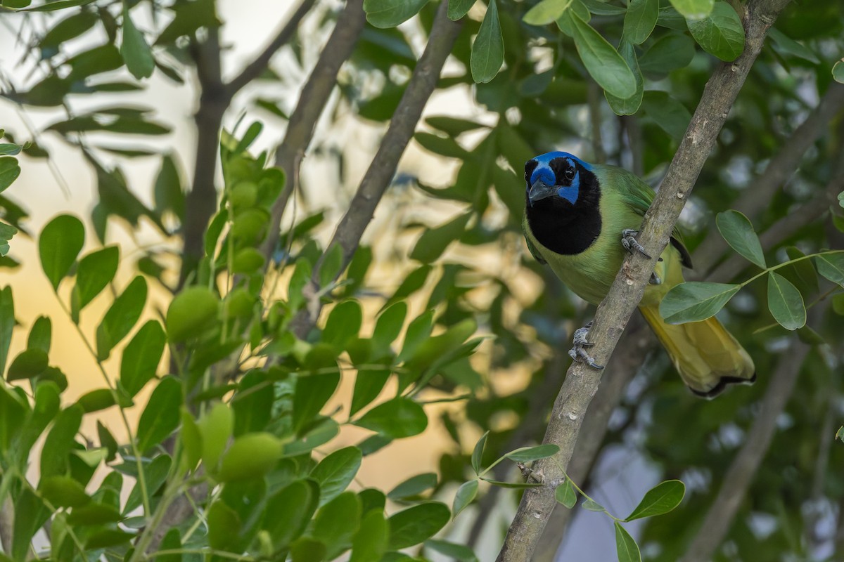 Green Jay - ML646529262