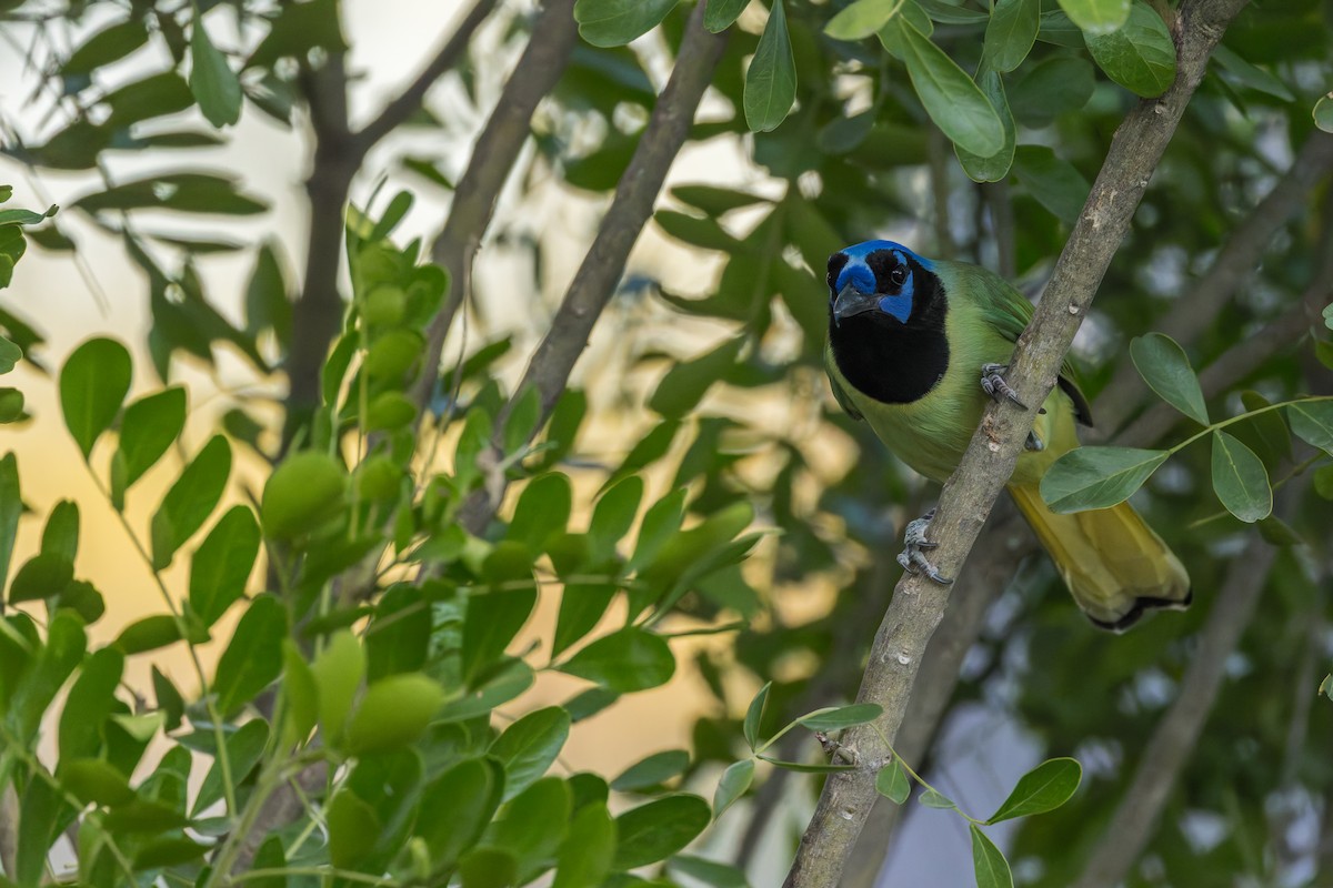 Green Jay - ML646529263