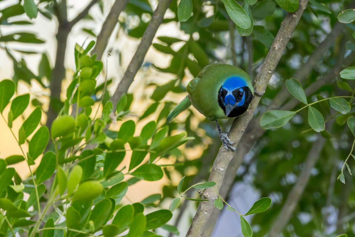 Green Jay - ML646529264