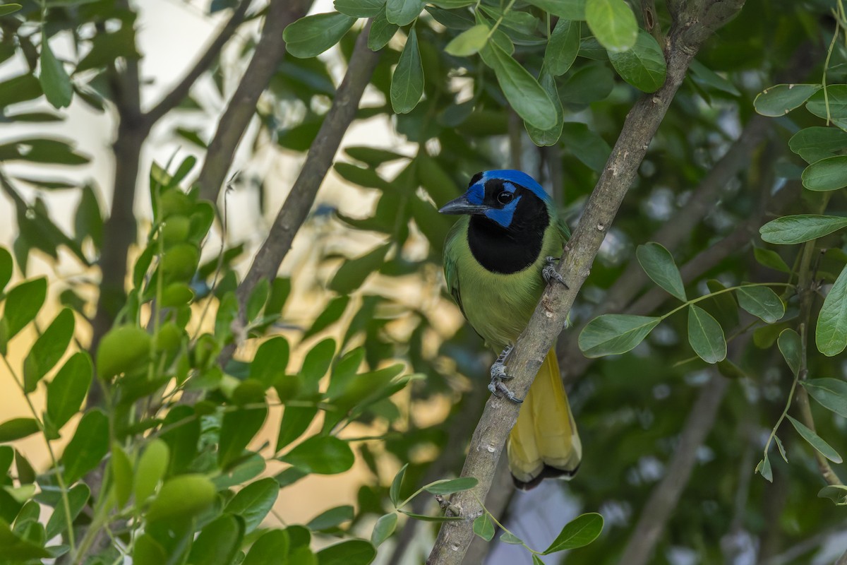 Green Jay - ML646529266