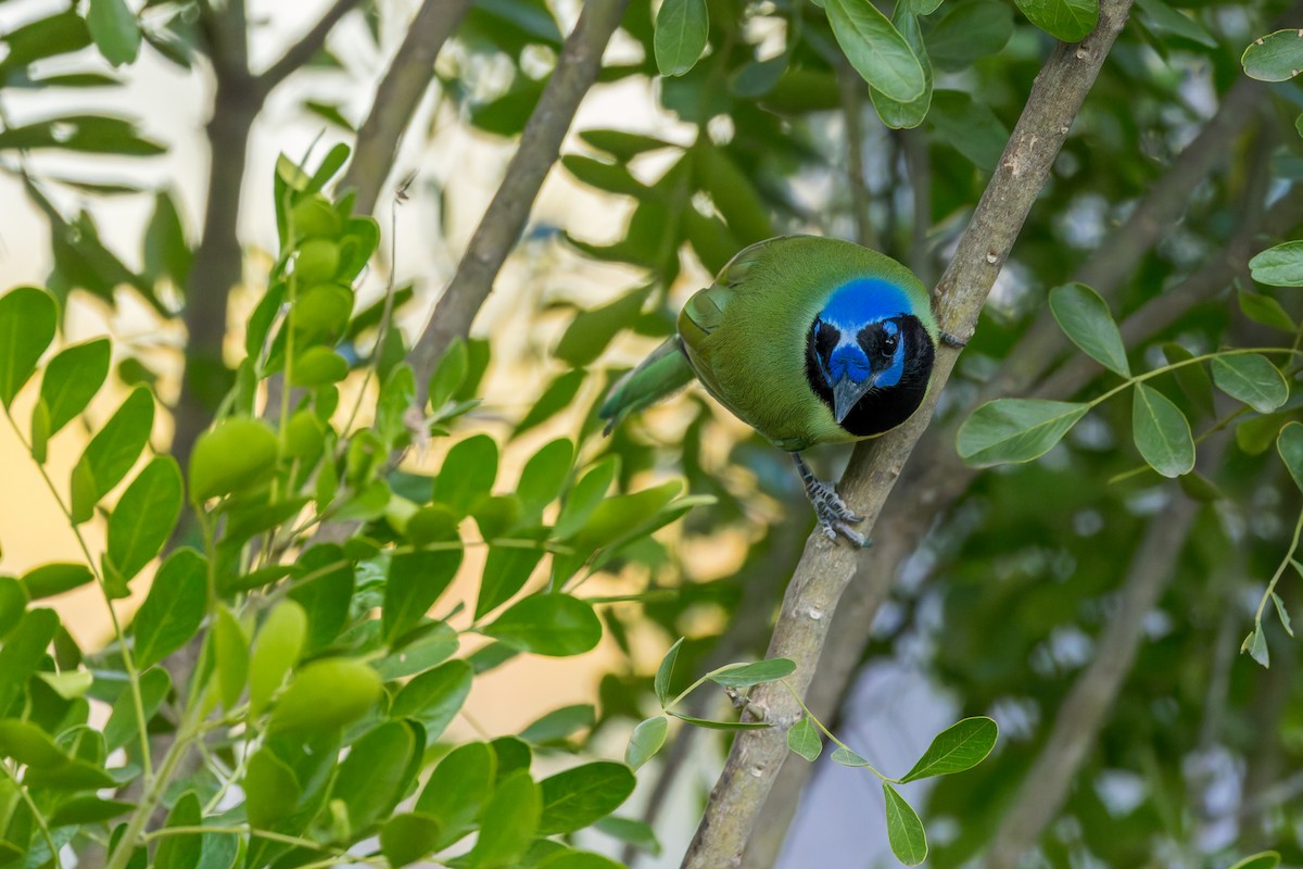 Green Jay - ML646529269