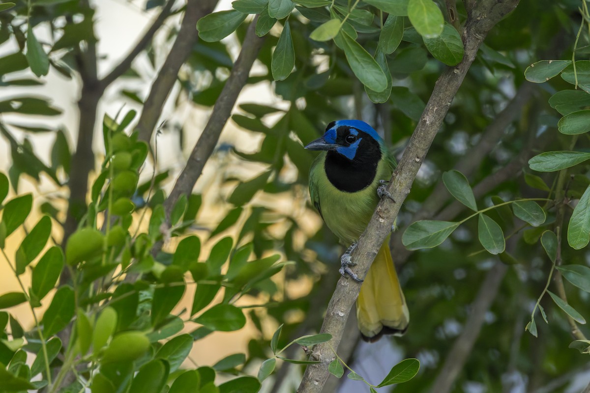 Green Jay - ML646529270
