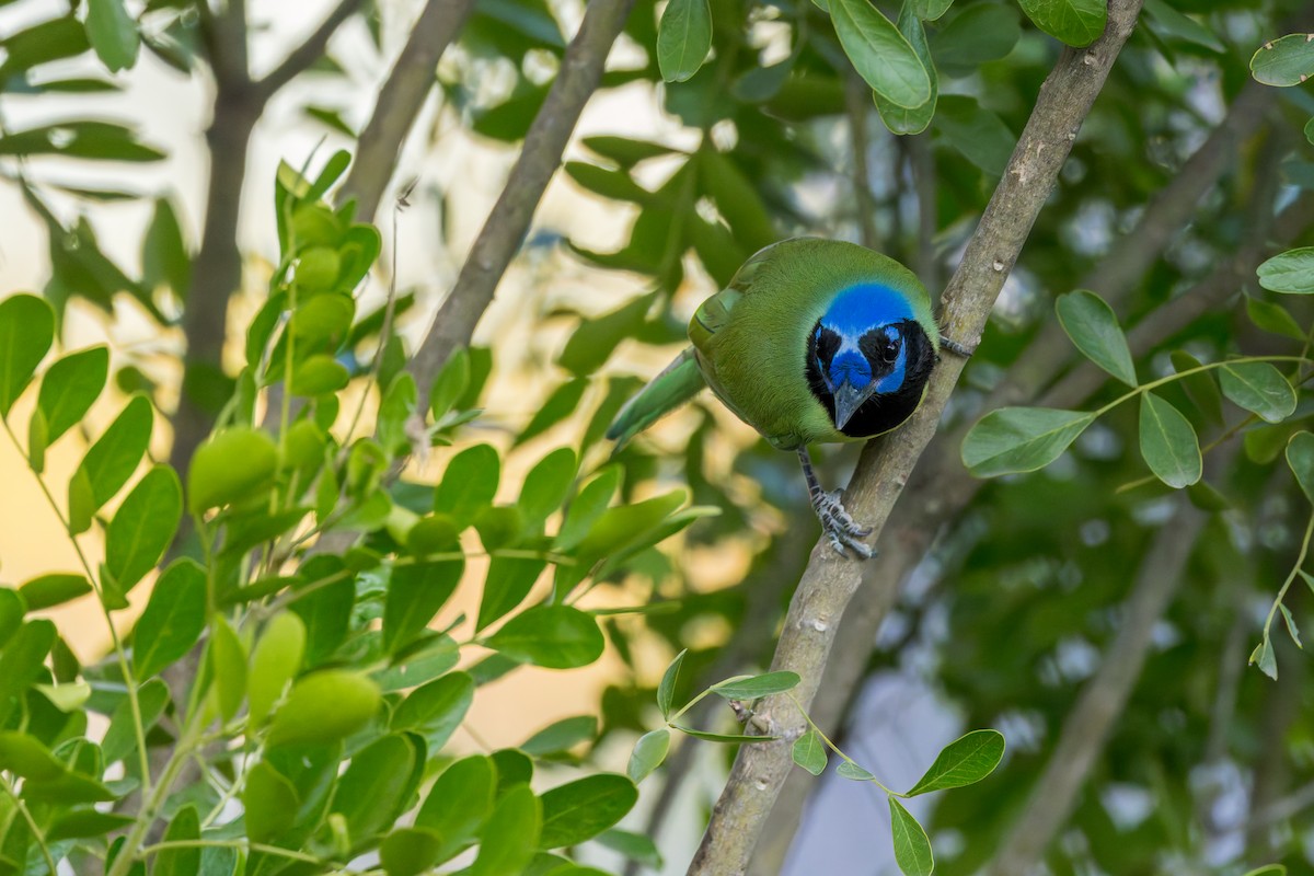 Green Jay - ML646529271