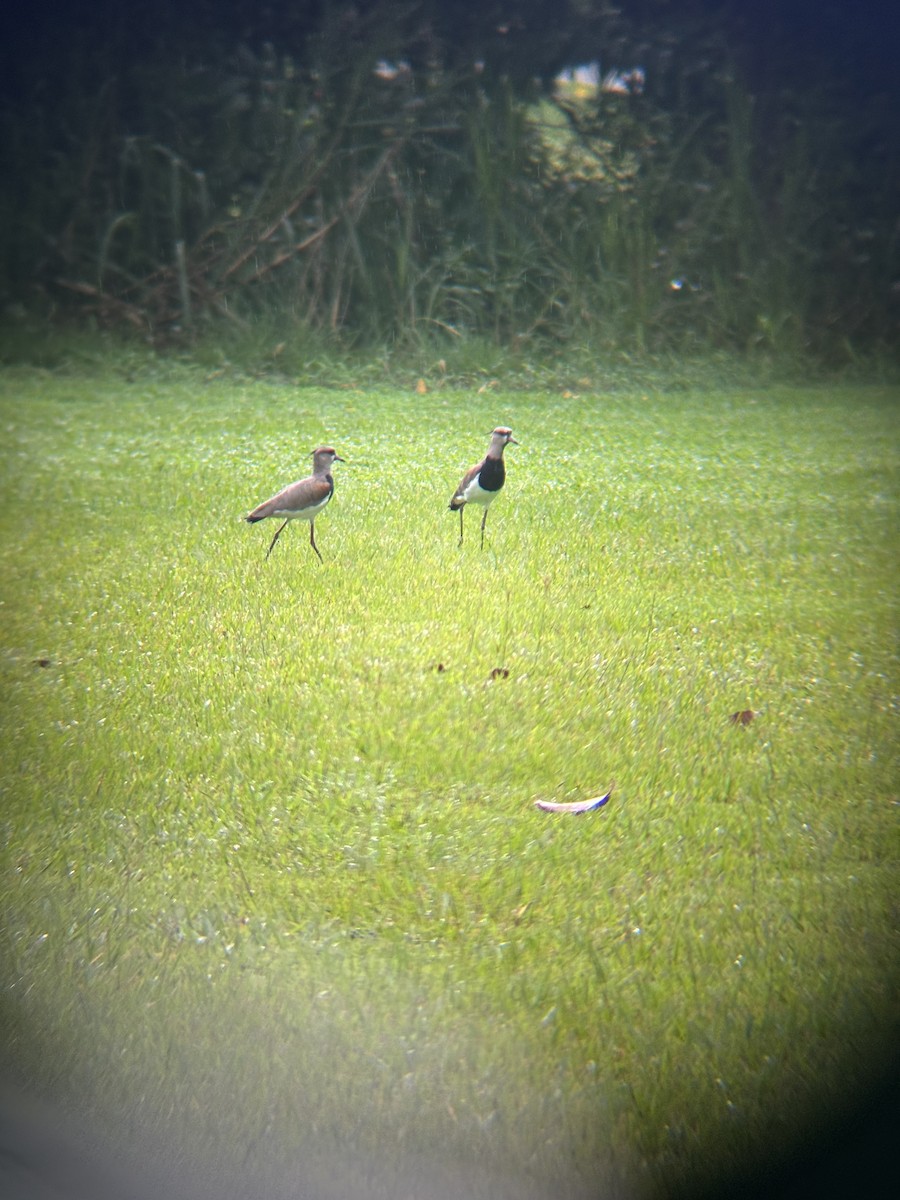 Southern Lapwing - ML646529273