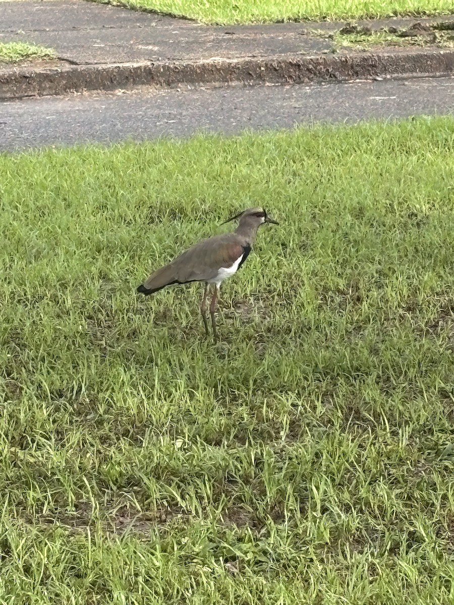 Southern Lapwing - ML646529274
