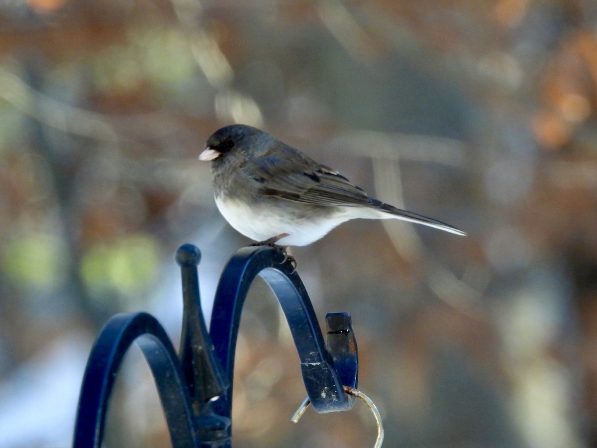 Юнко сірий - ML646529276