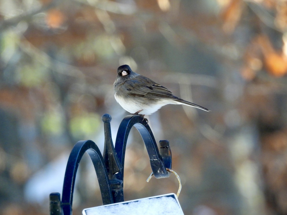 Юнко сірий - ML646529277