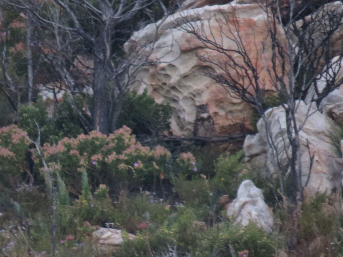 Cape Eagle-Owl - ML646529278