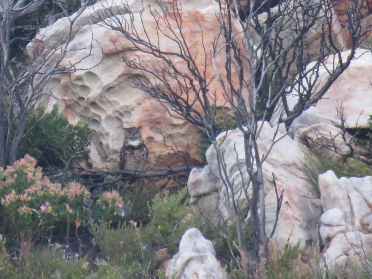 Cape Eagle-Owl - ML646529279