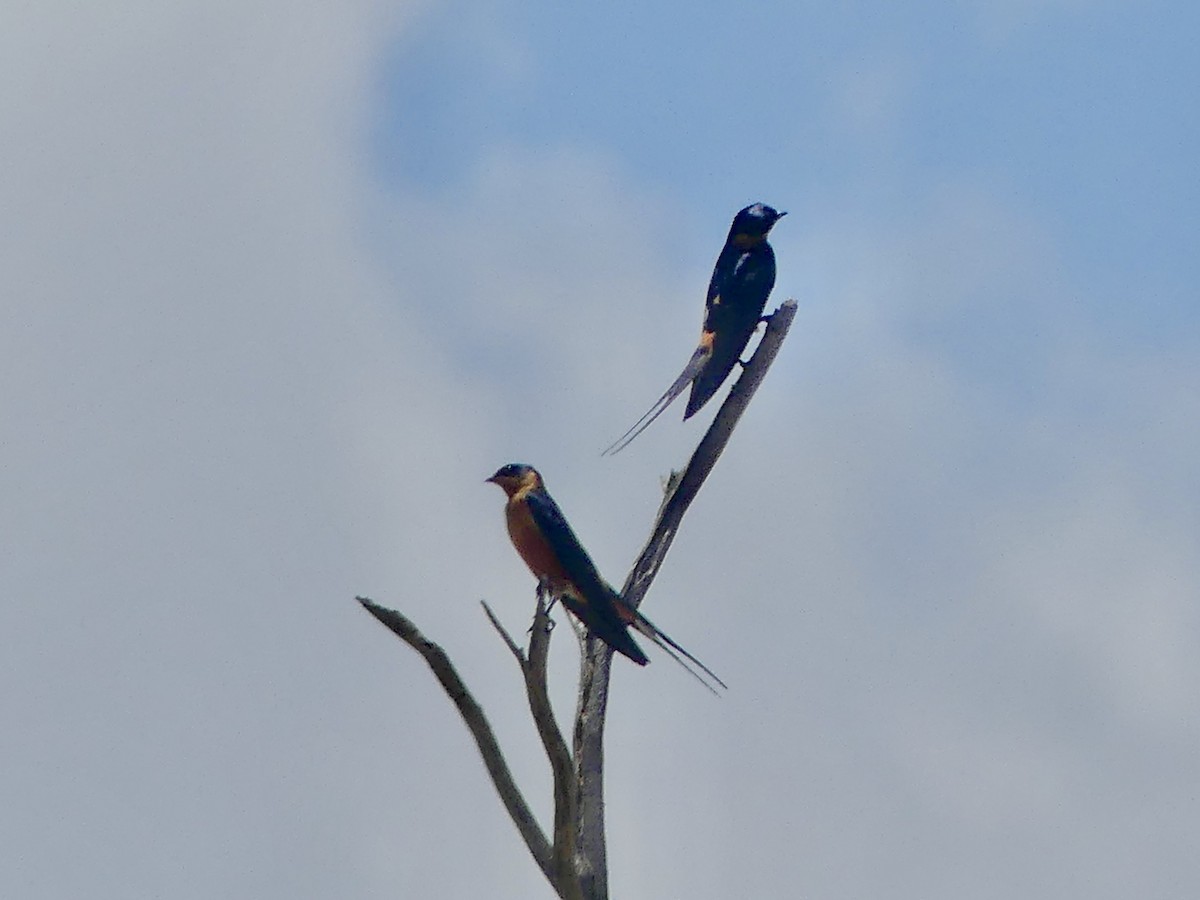 Rostbrust-Rötelschwalbe - ML646529282