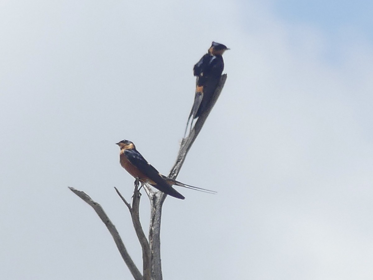 Rostbrust-Rötelschwalbe - ML646529283