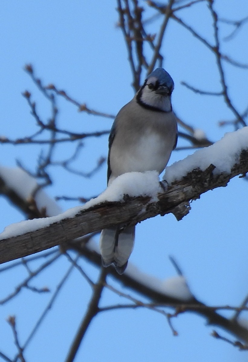 Blue Jay - ML646529284