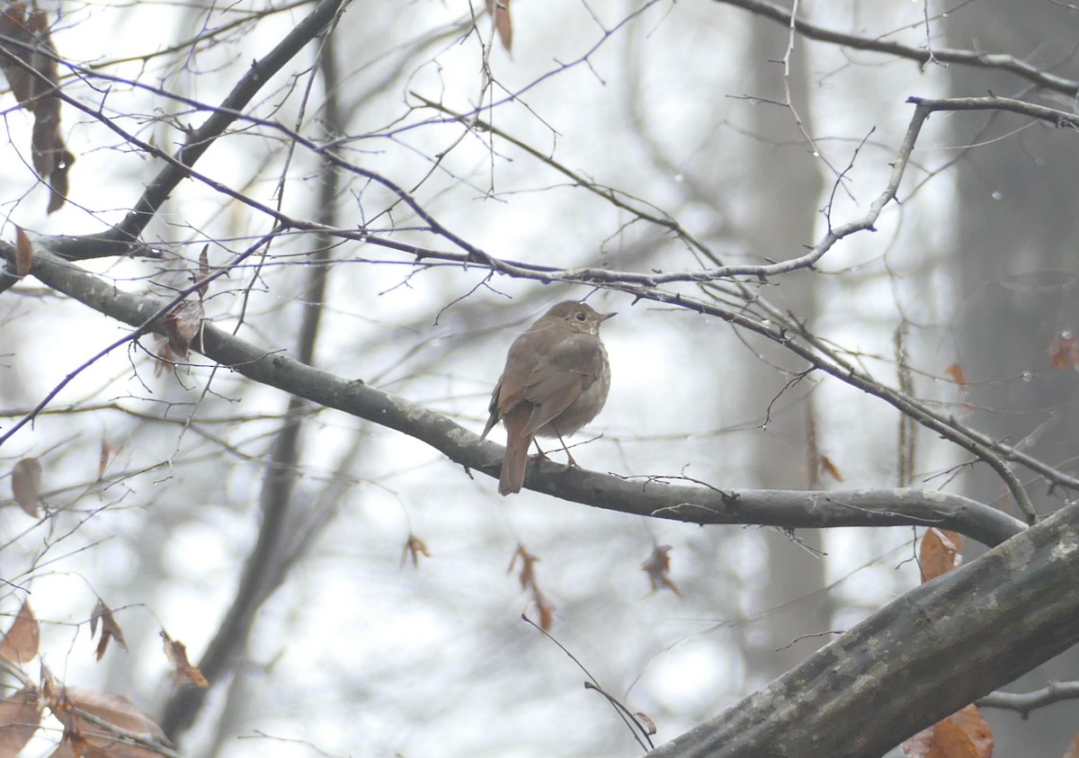 Einsiedler-Musendrossel - ML646529285