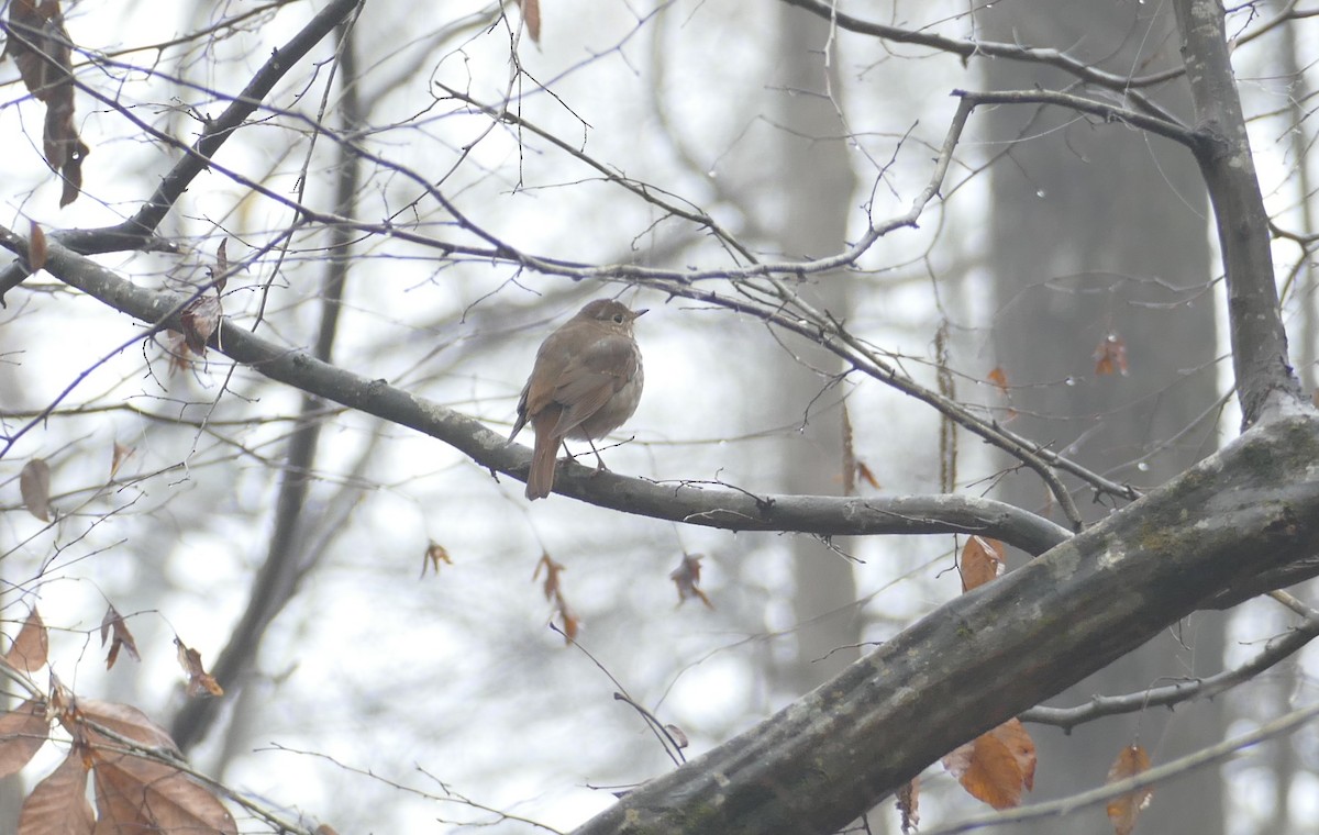 Einsiedler-Musendrossel - ML646529286