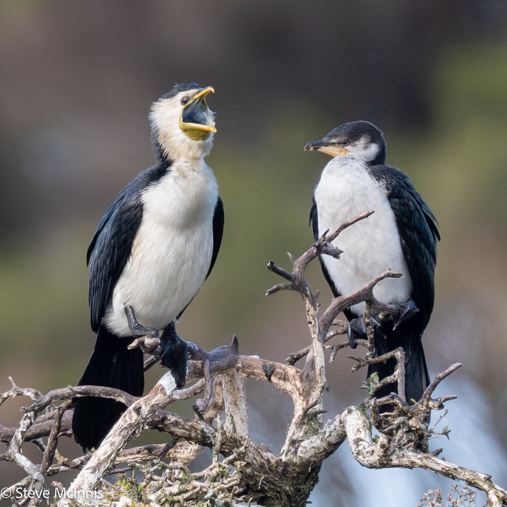 Cormorán Piquicorto - ML646529287