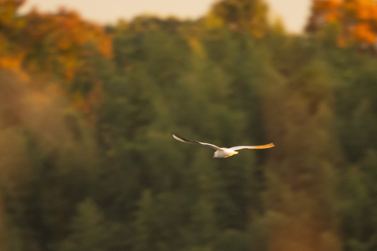 Мартин звичайний - ML646529290