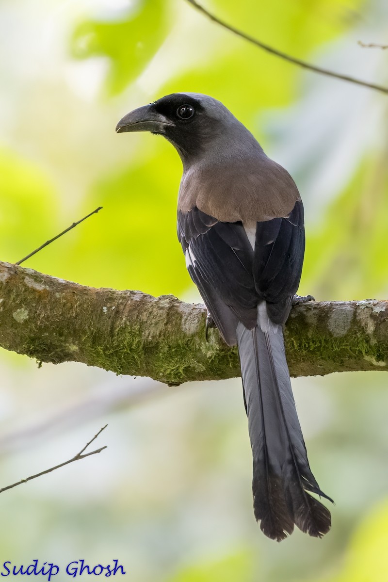 Gray Treepie - ML646529293