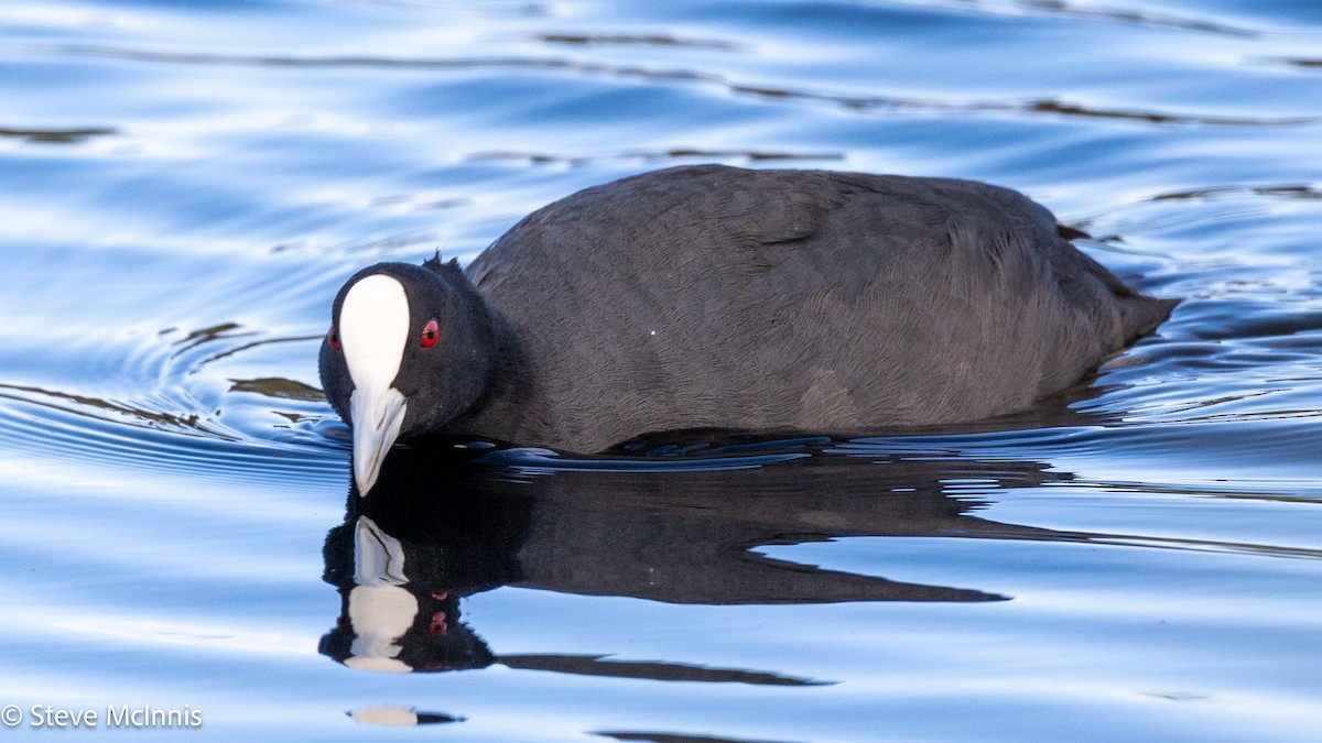 Focha Común - ML646529294