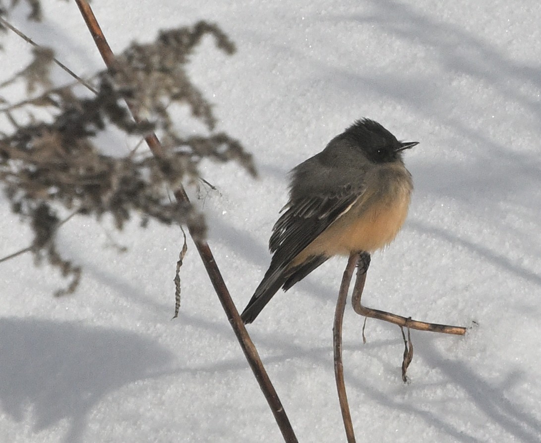 Mosquero Llanero - ML646529296