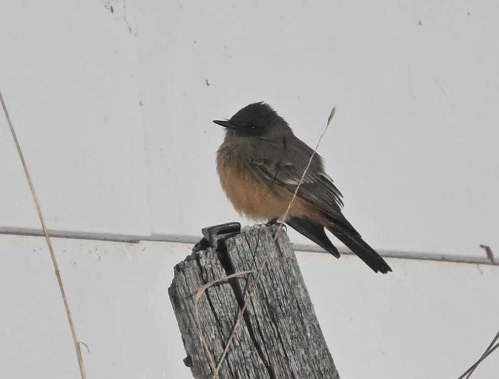 Mosquero Llanero - ML646529297