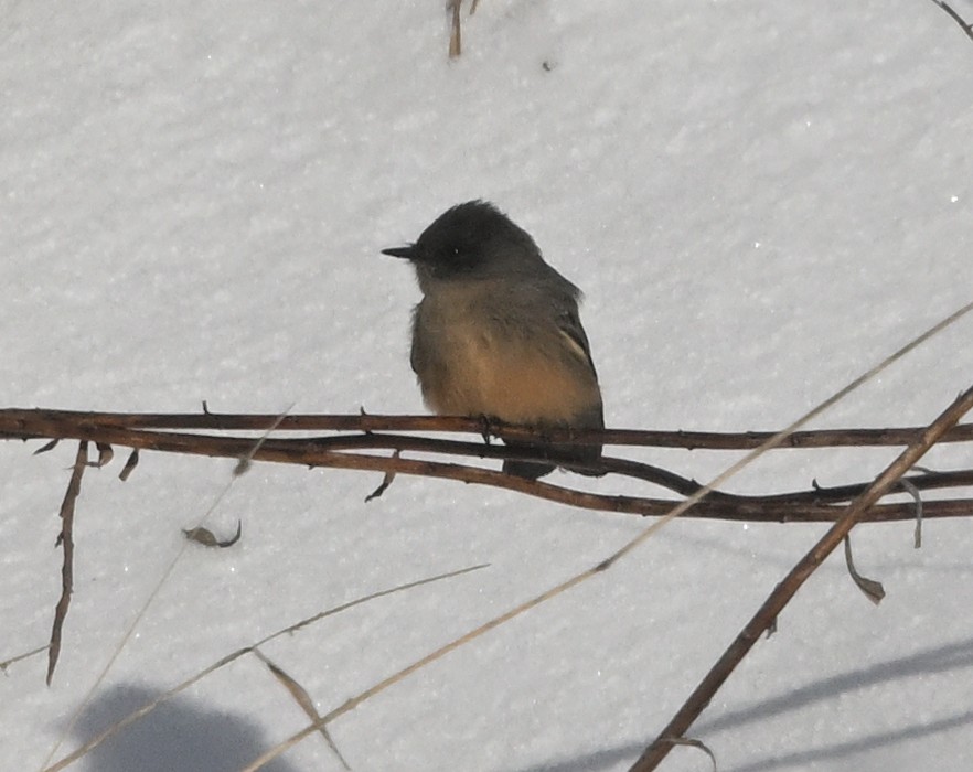 Mosquero Llanero - ML646529298