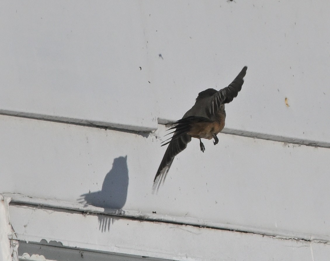 Mosquero Llanero - ML646529299