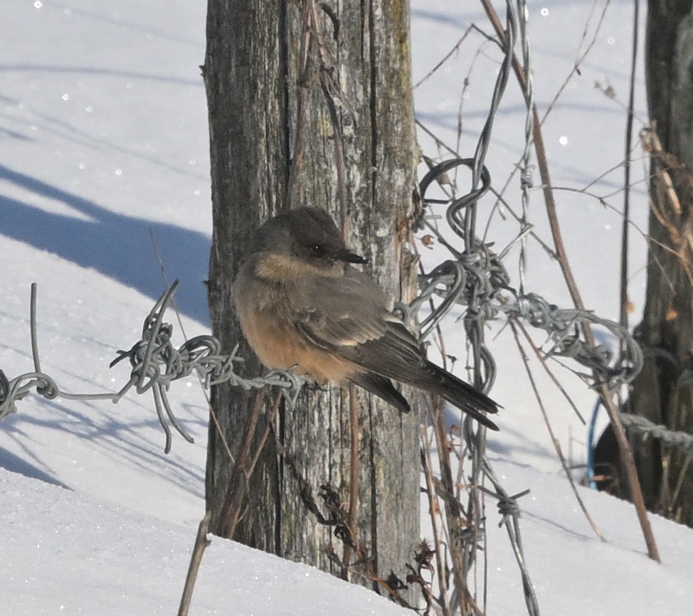 Mosquero Llanero - ML646529300