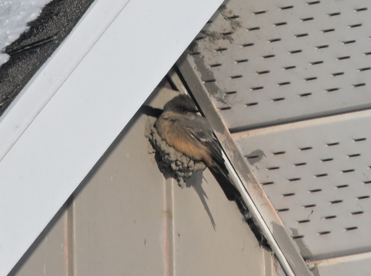 Mosquero Llanero - ML646529301