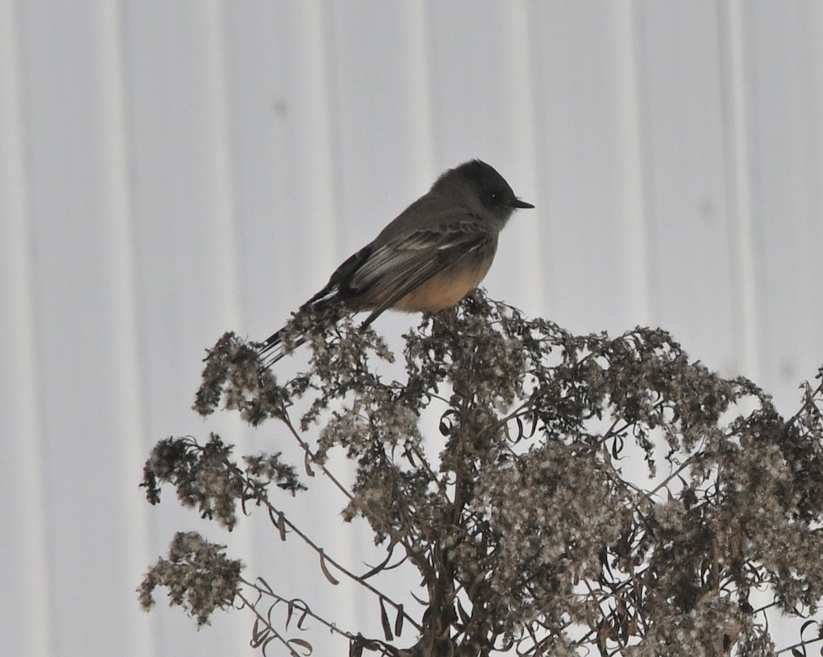 Mosquero Llanero - ML646529302