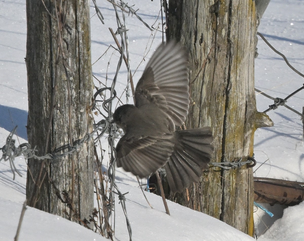 Mosquero Llanero - ML646529303
