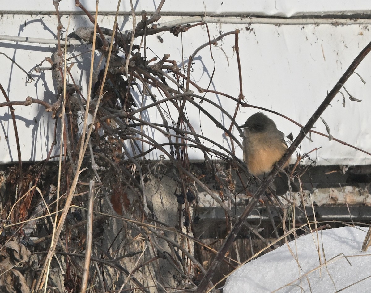 Mosquero Llanero - ML646529304