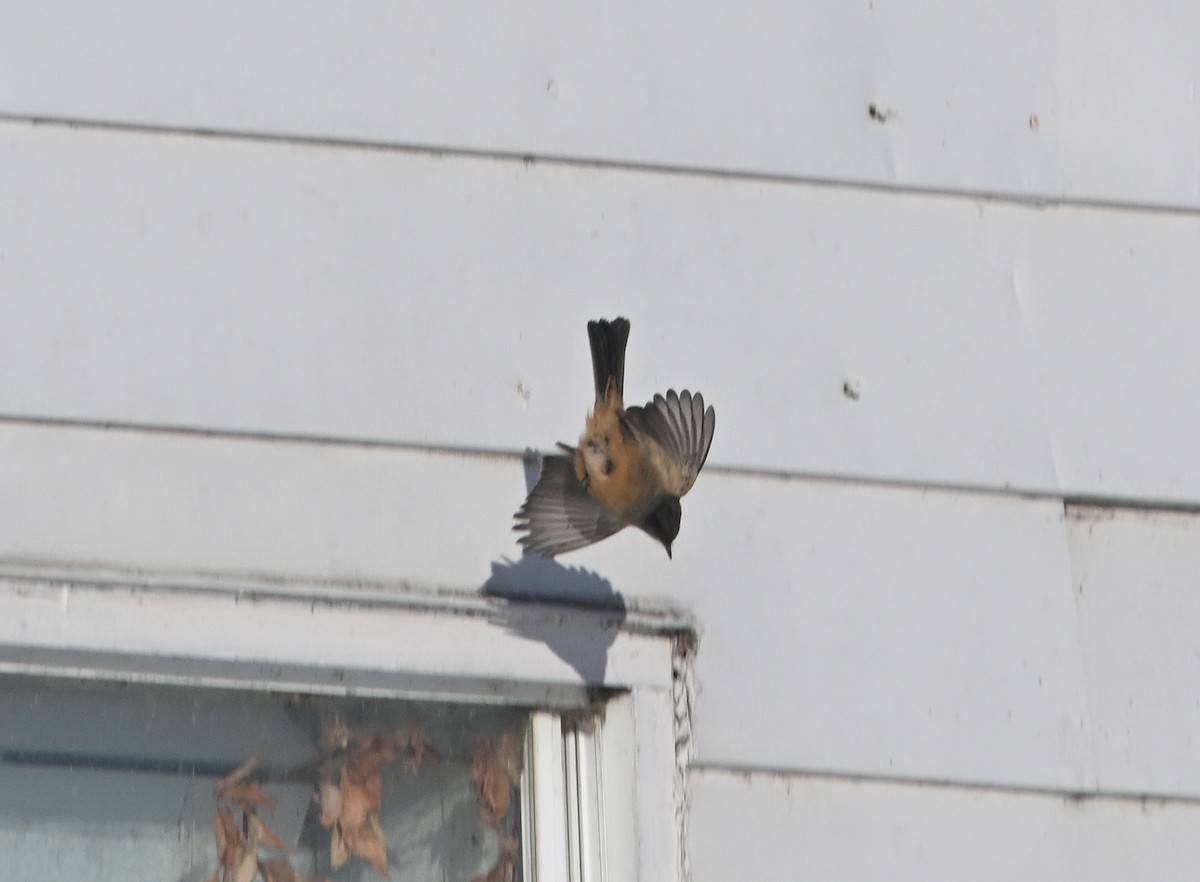 Mosquero Llanero - ML646529305