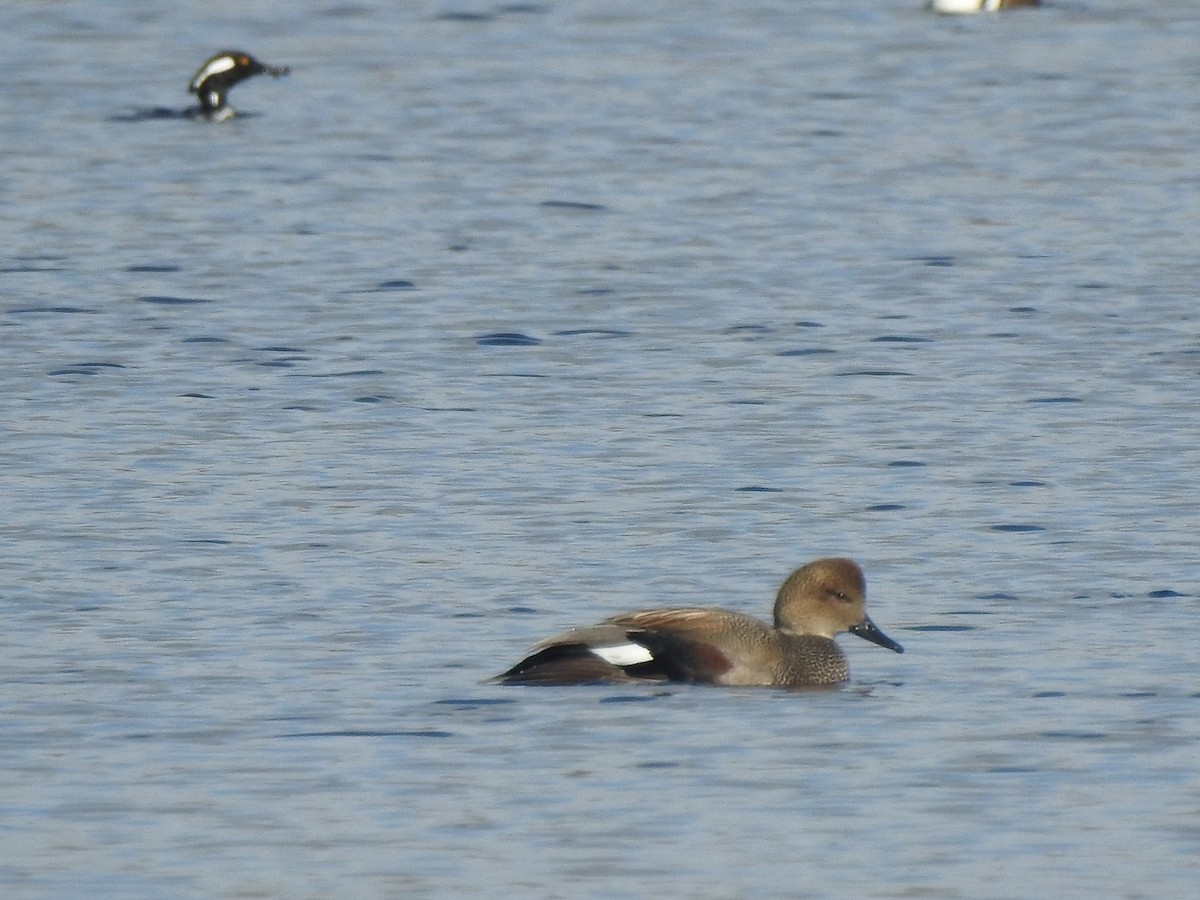 Gadwall - ML646529311