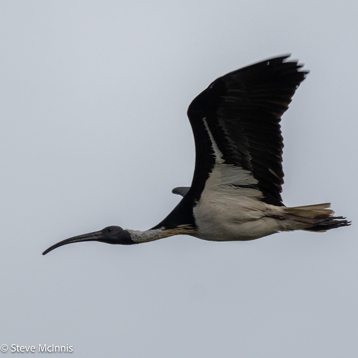 Ibis Tornasolado - ML646529312