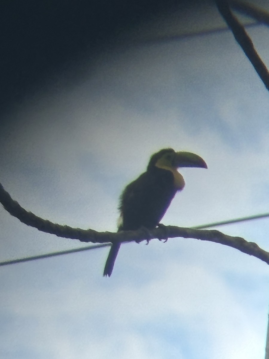 Keel-billed Toucan - ML646529317