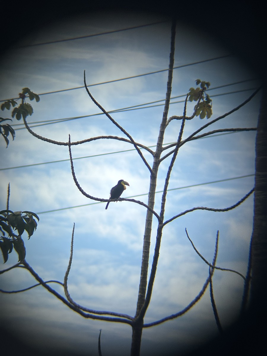 Keel-billed Toucan - ML646529318