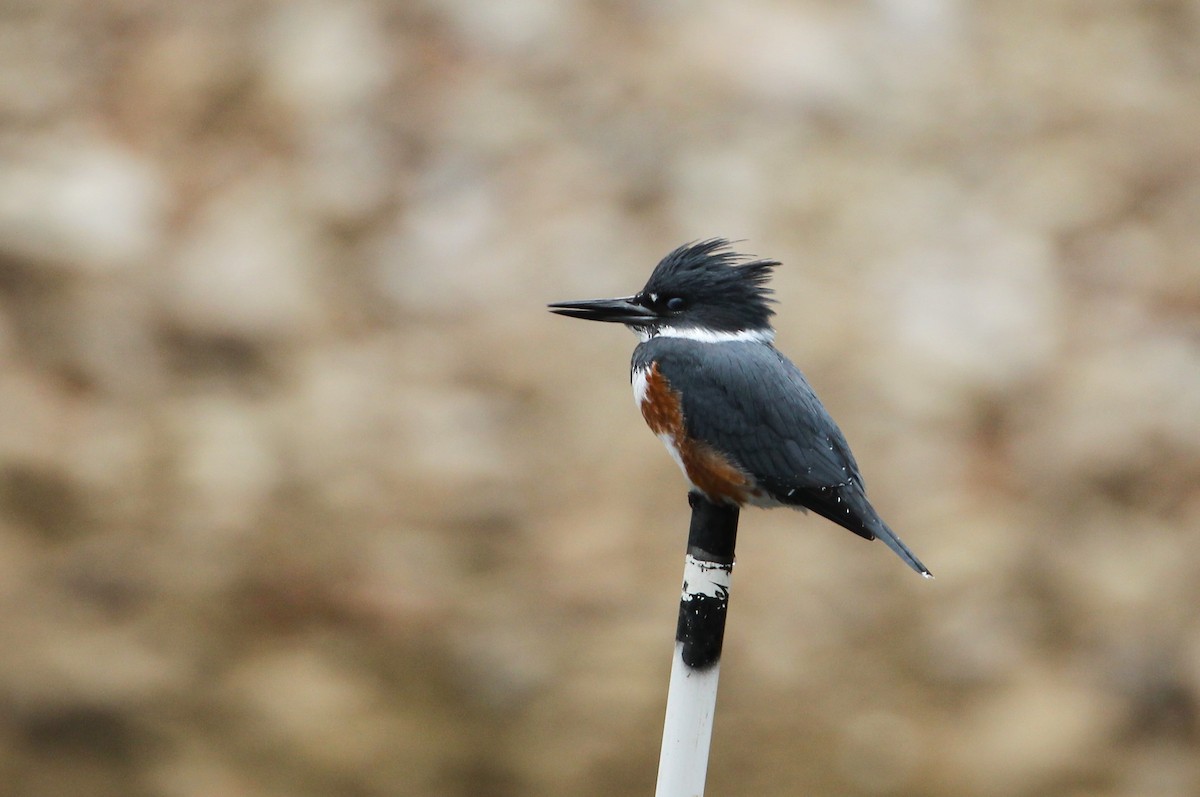 Belted Kingfisher - ML646529321