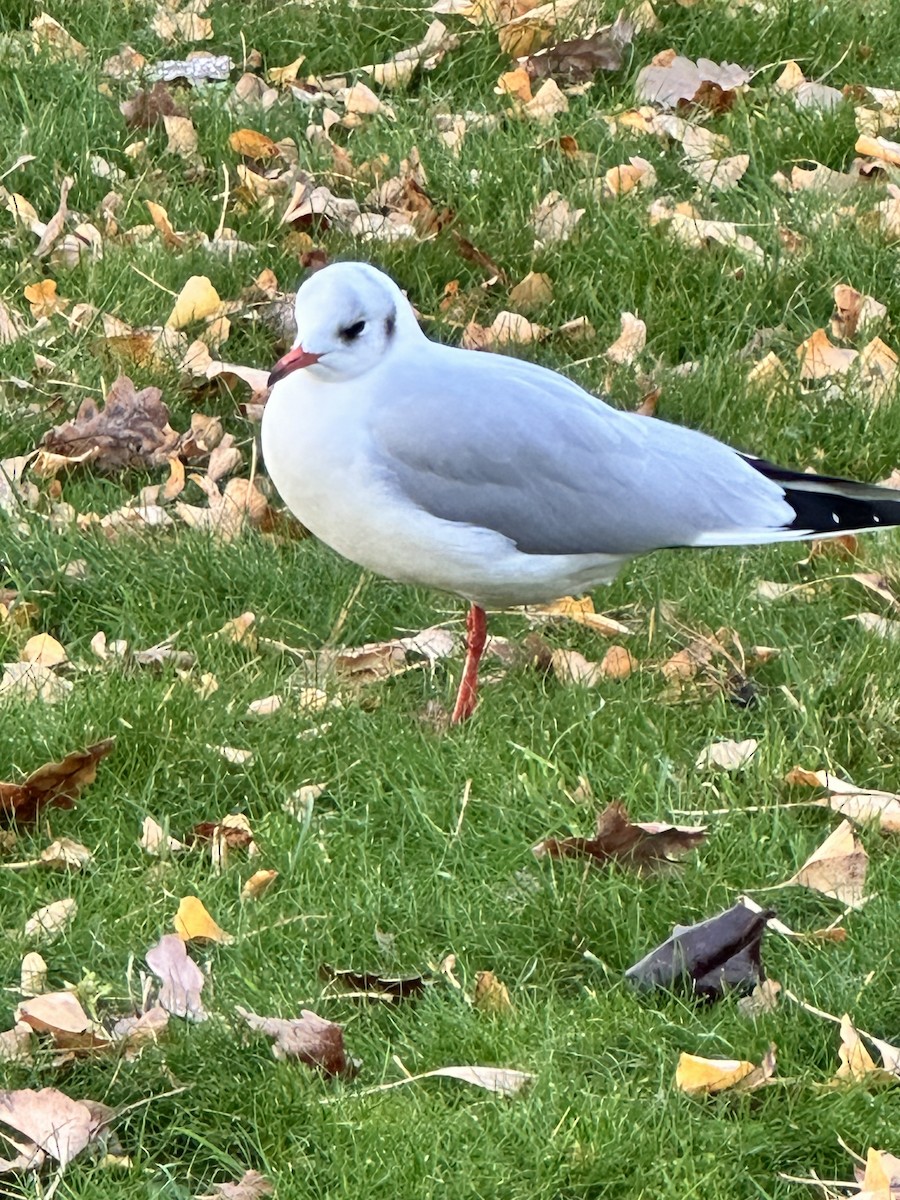 Black-headed Gull - ML646529323