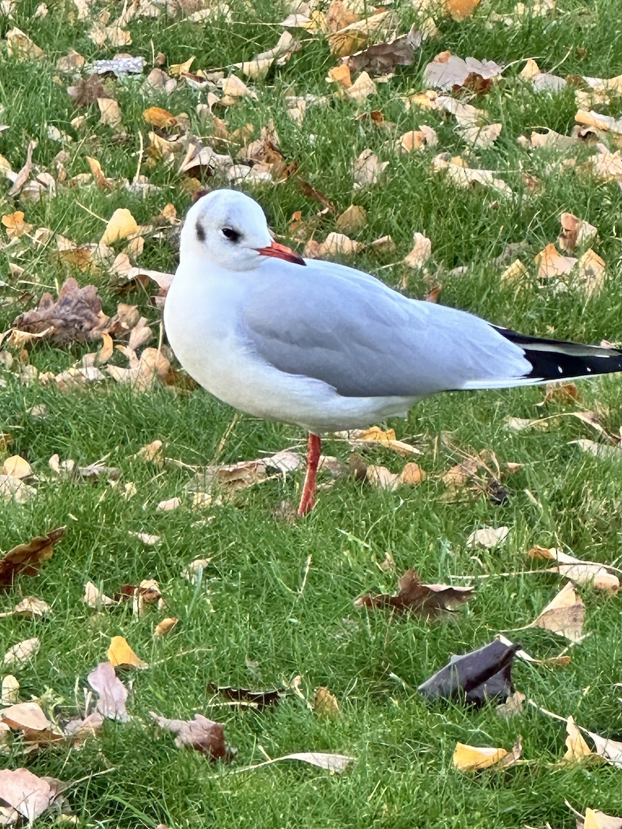 Black-headed Gull - ML646529324