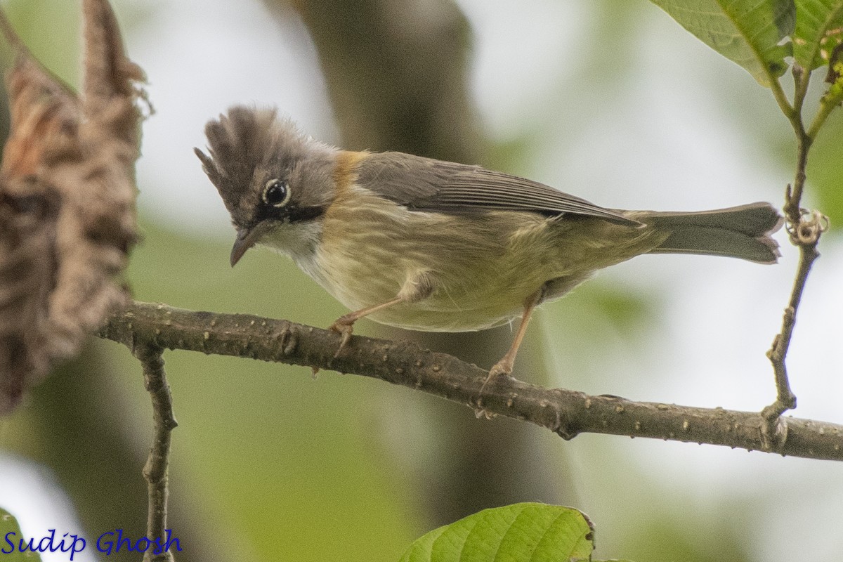 Whiskered Yuhina - ML646529325
