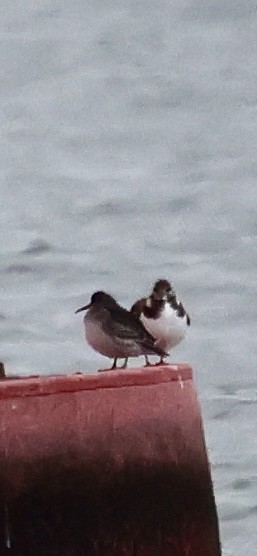 Морской песочник - ML646529326